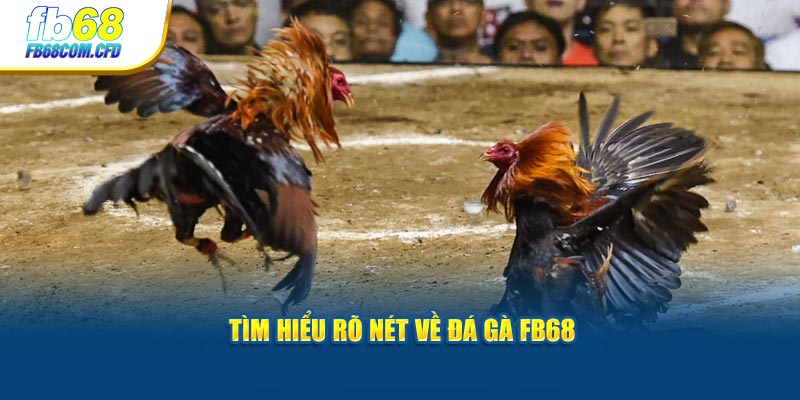 Tìm hiểu rõ nét về đá gà FB68 